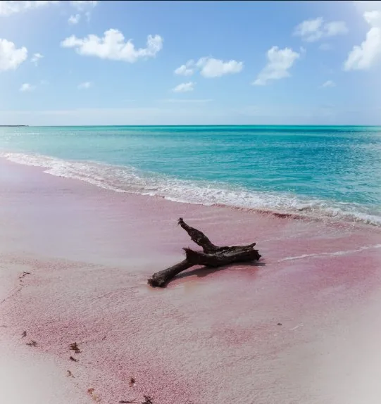 Pink Sands Beach under soft light
